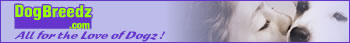 A Dog Lover's Website - Dog pictures, free Dog eCards and Information.